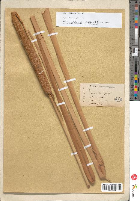 spécimen de Typha domingensis