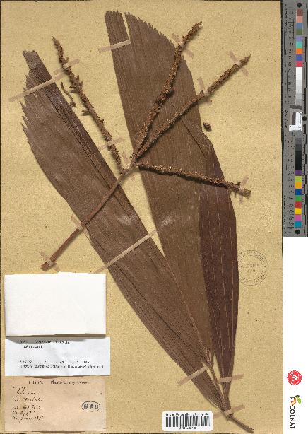 spécimen de Geonoma sp.
