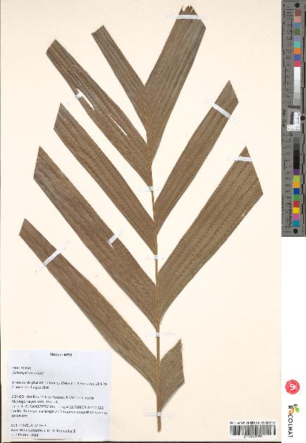 spécimen de Sclerosperma mannii