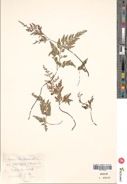 spécimen de Artemisia sp.