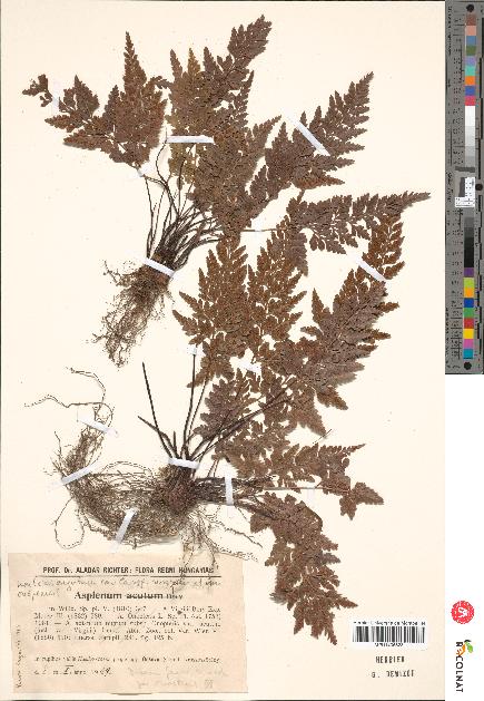 spécimen de Artemisia sp.