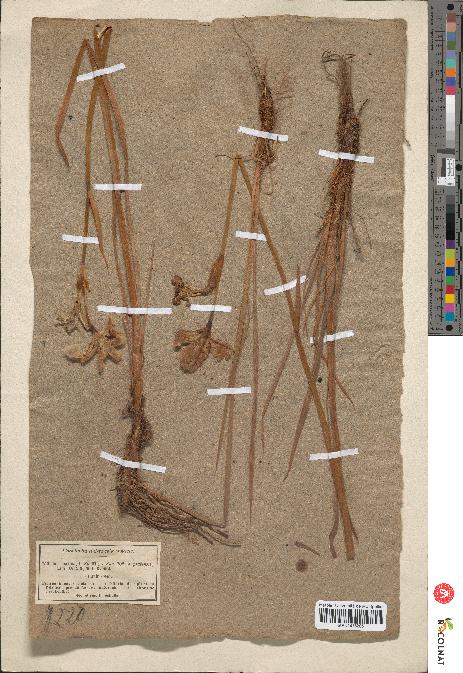 spécimen de Iris pratensis