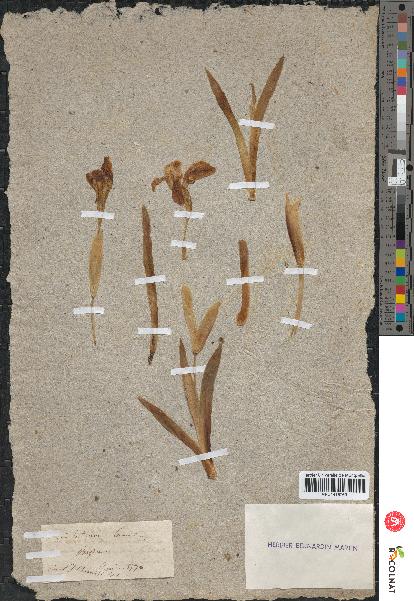 spécimen de Iris lutescens