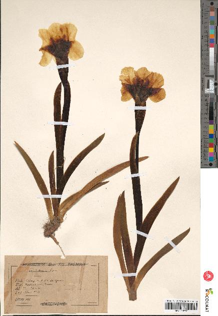 spécimen de Iris lutescens