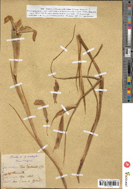 spécimen de Iris fontanesii