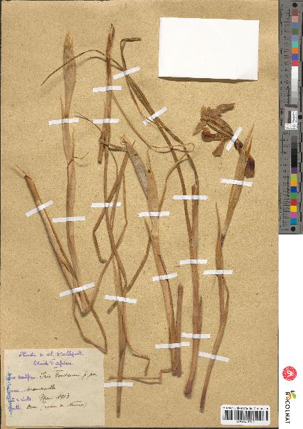 spécimen de Iris fontanesii