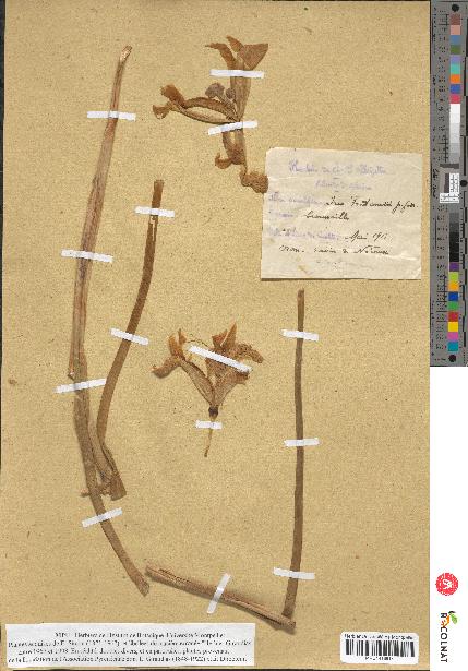 spécimen de Iris fontanesii