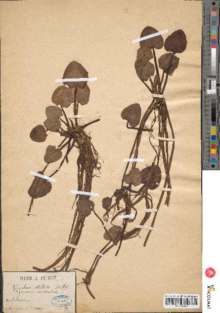 spécimen de Nymphaea stellata