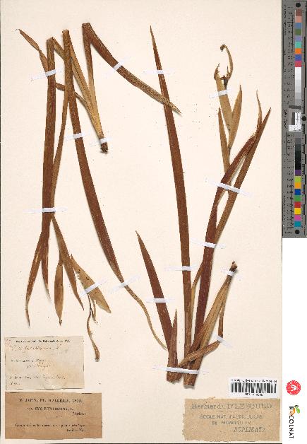 spécimen de Iris foetidissima