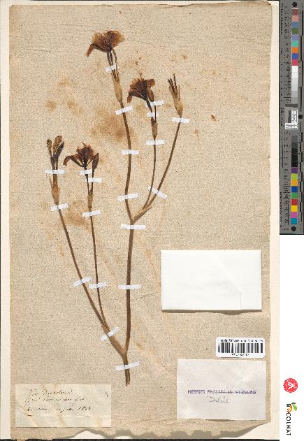 spécimen de Iris dichotoma
