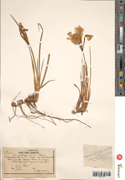 spécimen de Iris cretensis