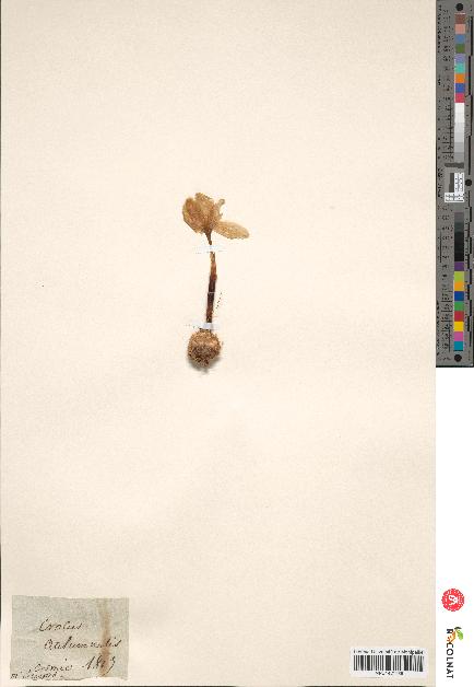 spécimen de Crocus autumnalis