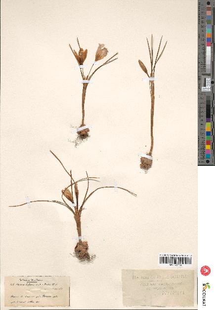 spécimen de Crocus biflorus