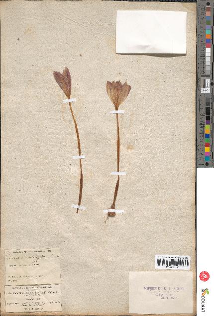 spécimen de Crocus multifidus