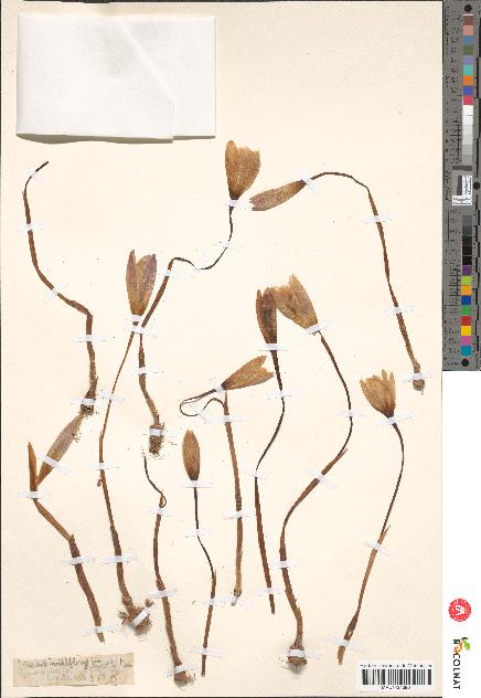 spécimen de Crocus nudiflorus