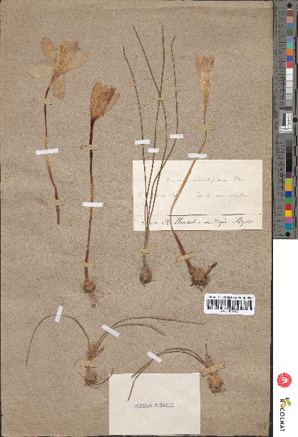 spécimen de Crocus multifidus