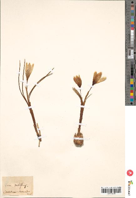 spécimen de Crocus multiflorus