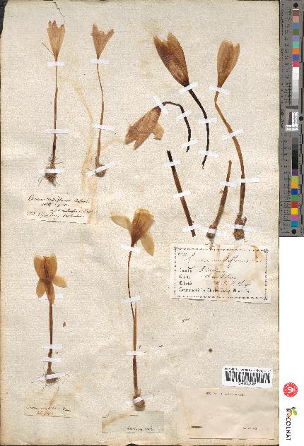 spécimen de Crocus nudiflorus