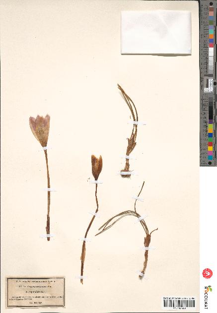 spécimen de Crocus nudiflorus