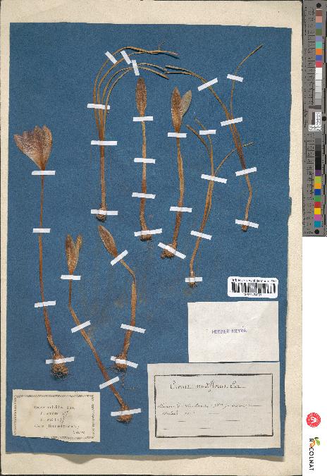 spécimen de Crocus nudiflorus