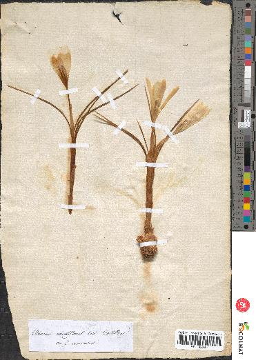 spécimen de Crocus multiflorus