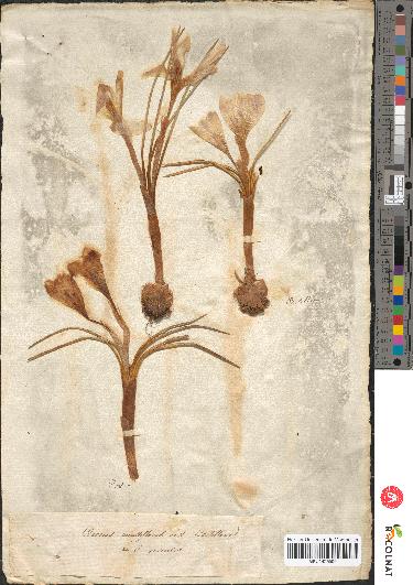 spécimen de Crocus multiflorus