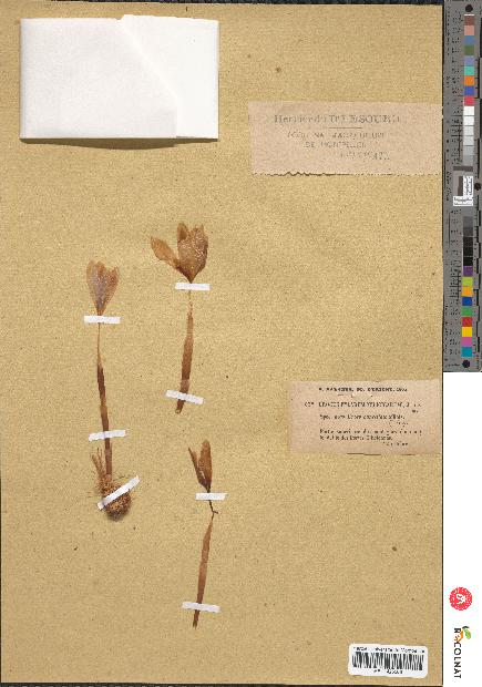 spécimen de Crocus pylarum