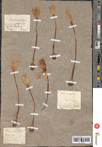 spécimen de Crocus multifidus