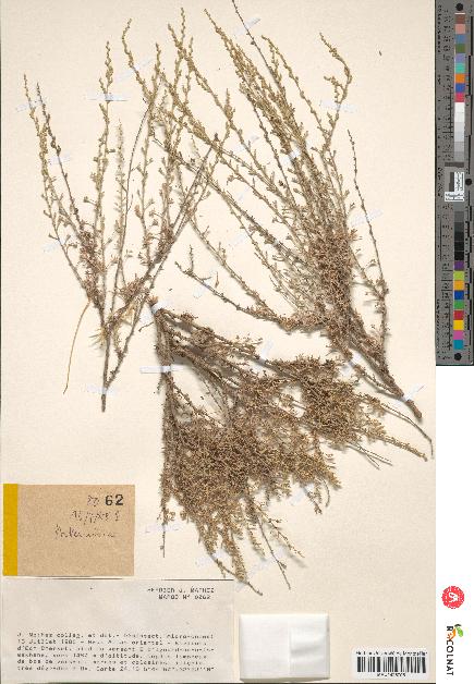 spécimen de Artemisia sp.