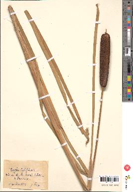 spécimen de Typha latifolia