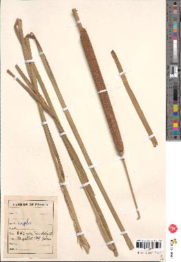 spécimen de Typha angustifolia
