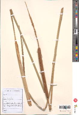spécimen de Typha angustifolia