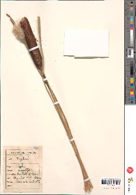 spécimen de Typha angustifolia