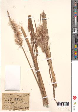 spécimen de Typha angustifolia