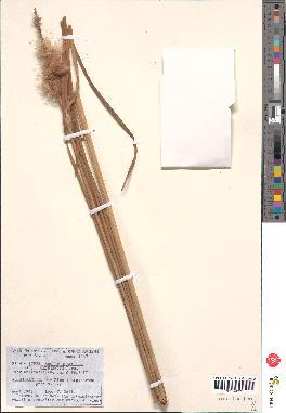 spécimen de Typha angustifolia