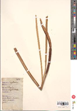 spécimen de Typha angustifolia
