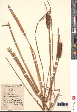 spécimen de Typha minima