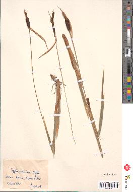 spécimen de Typha minima