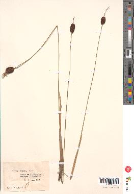 spécimen de Typha minima