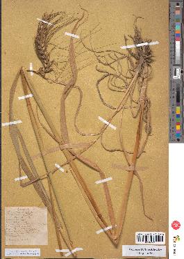 spécimen de Triticum vulgare