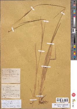 spécimen de Triticum monococcum