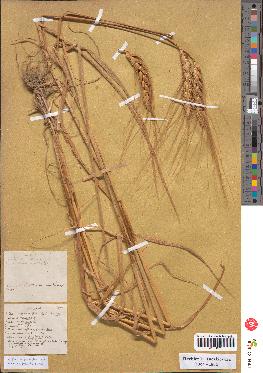 spécimen de Triticum vulgare