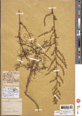 spécimen de Artemisia campestris