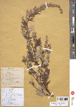 spécimen de Artemisia vulgaris