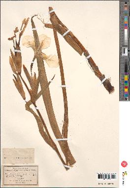 spécimen de Iris pseudacorus