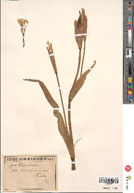 spécimen de Iris pseudacorus