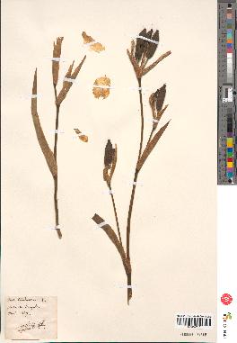 spécimen de Iris pseudacorus
