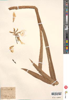 spécimen de Iris pseudacorus