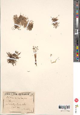 spécimen de Elatine macropoda