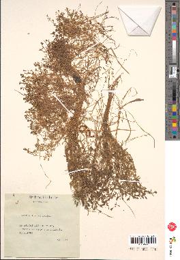 spécimen de Montia rivularis